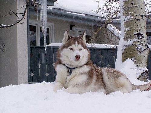 79981_Siberian_Husky_251381415_d0abfdd6b7