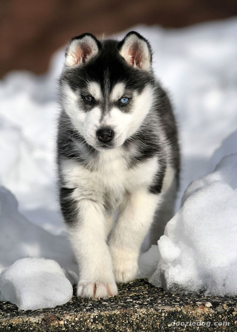 Siberian-Husky-Puppy