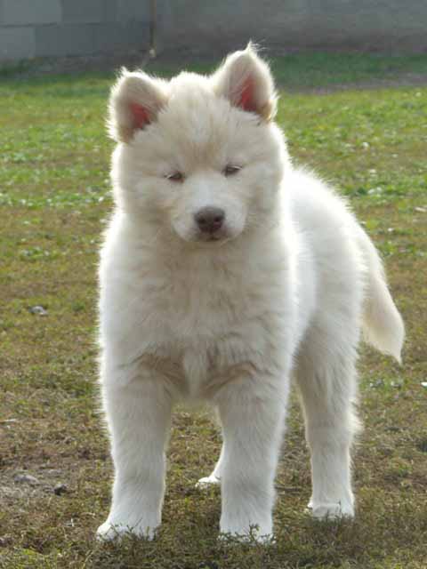 siberian-husky-puppy-photo