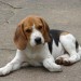 cao-beagle-harrier-p